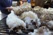 Domestic wool processing viability in spotlight
