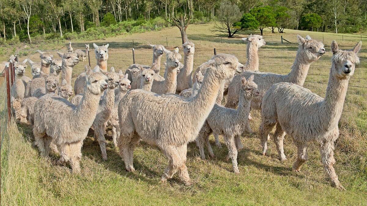 Australian alpaca producers will have new export opportunites, following the opening of trade with Chile. 