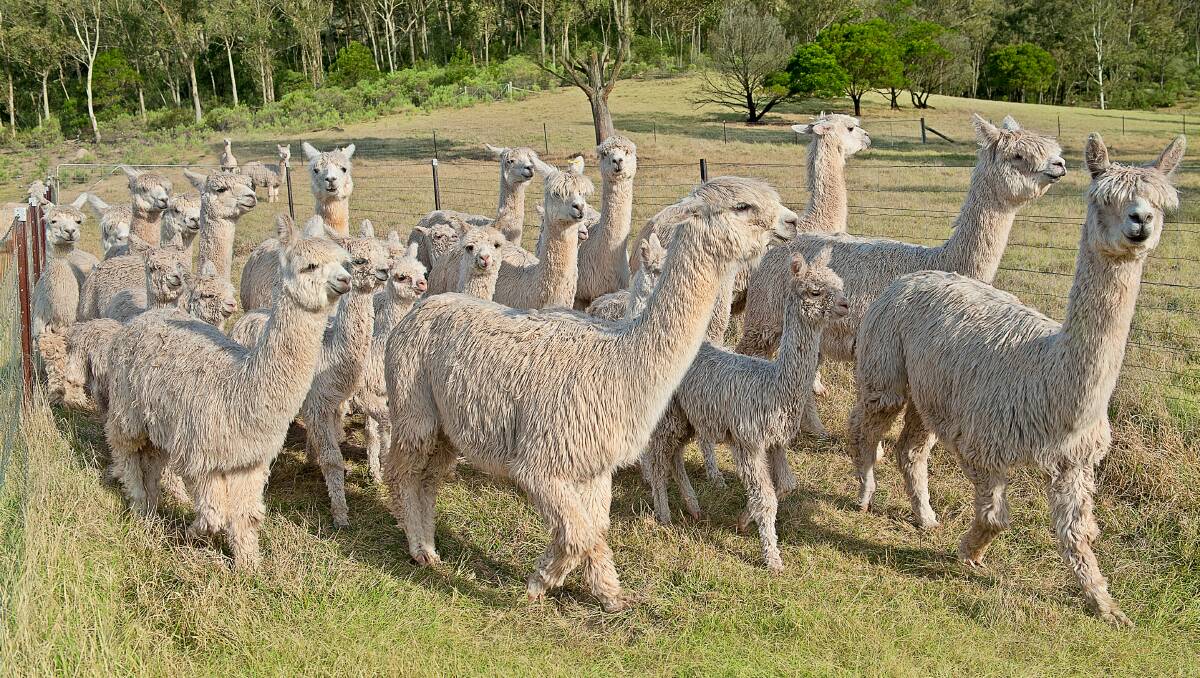 venskab Ferie Udsæt Doors open to new alpaca export opportunity | Farm Online | Australia
