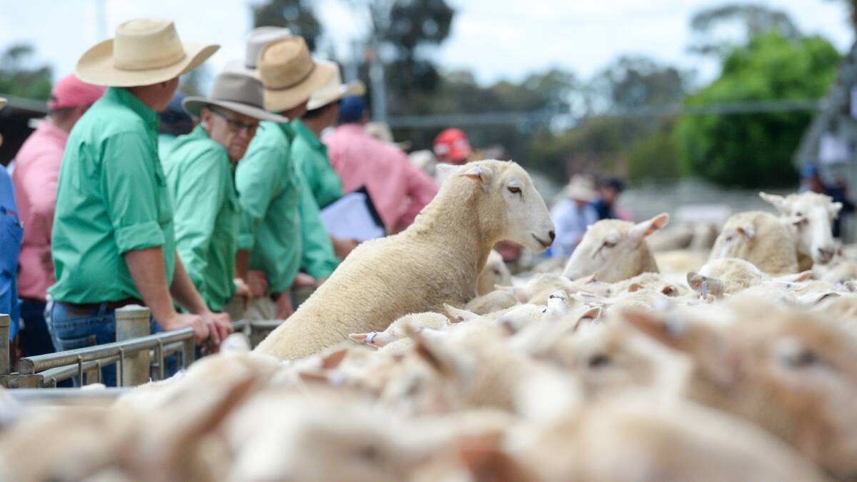 Sheep sales are seeing less action from key buyers. Photo: Darren Howe. 