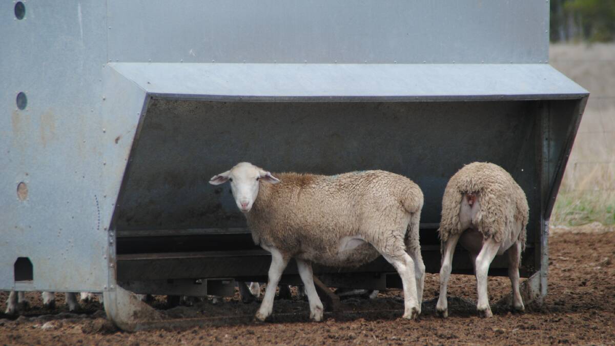 Plenty of summer lamb sales, survey says