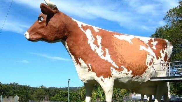 The Big Cow in its hey-day on the Sunshine Coast.