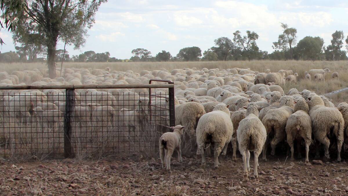 A report on the potential of commercialising WoolQ has been provided to Senate's Rural and Regional Affairs and Transport committee. Photo-Sally Gall. 