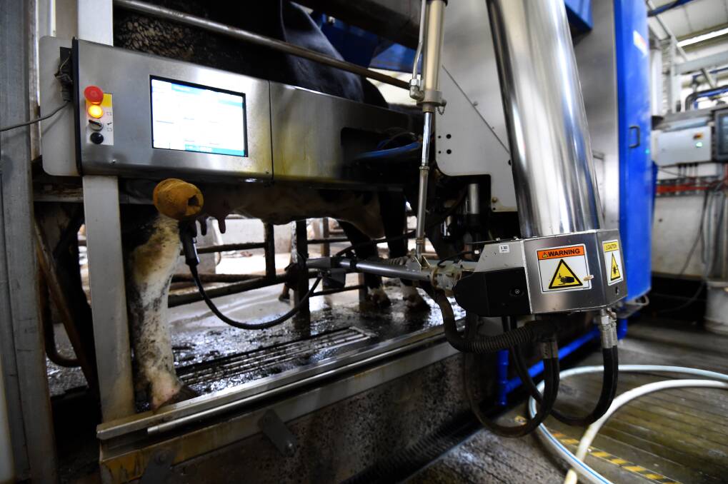 ROBOTIC ARM: A robotic arm automatically attaches cups as the cow enters the system.