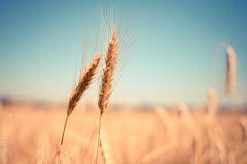 European Union exports of common wheat, or soft wheat, could reach 40 million tonnes in the 2022-23 season commencing on July 1.