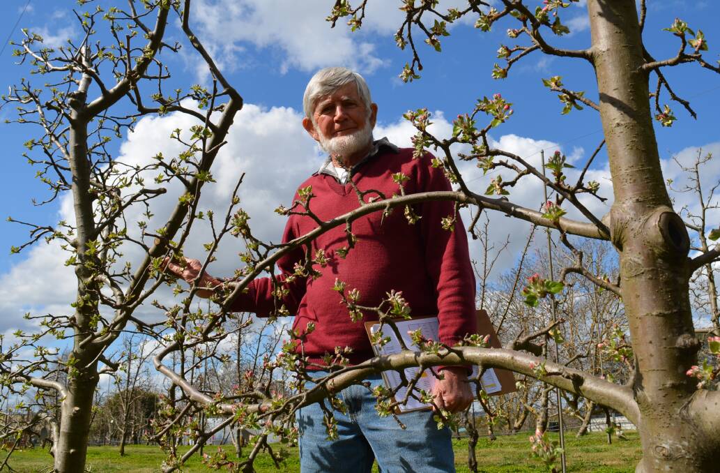 David Pickering with an Antoinette apple variety. He has many varieties he is still trying to identify. Photos by Andrew Norris.
