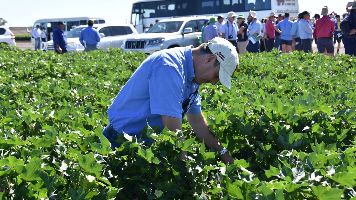 Dave Statham continues the family tradition with Sundown Pastoral which has large cotton holdings from NSW to Queensland.