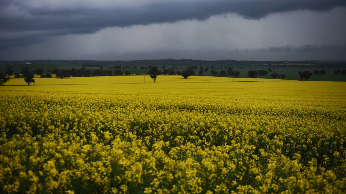 If only. A  heavy shower on canola near Junee in September 2016. Picture by Nick Moir.