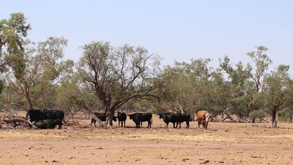 Ag ministers will discuss a plan for a national farm income protection scheme in Moree today.