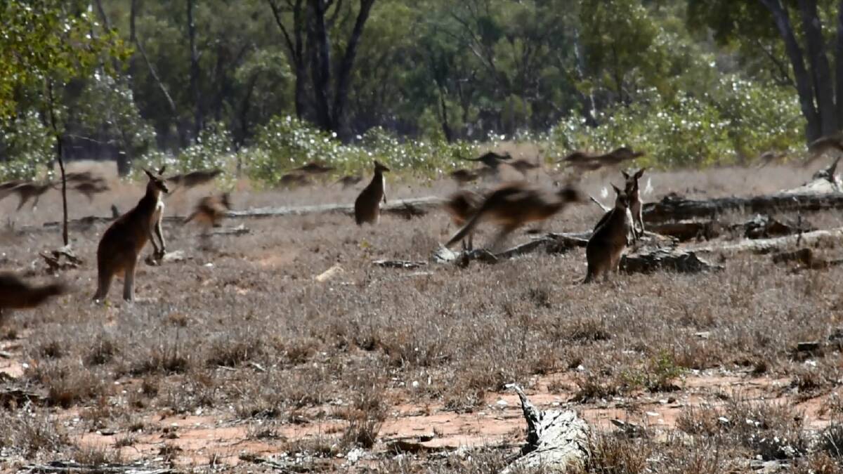 Massive roo mob stuns outback traveller