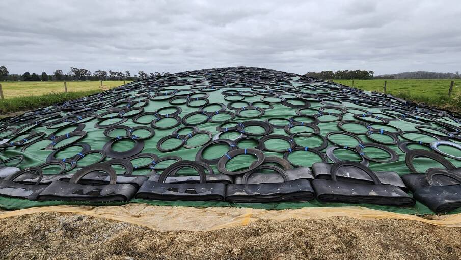The sidewalls are stitched together in groups of three and used as weights to hold down the silage wrap. Unlike complete tyres, the sidewalls don't hold water, so it lessens the likelihood of dengue and mosquitoes. Picture supplied