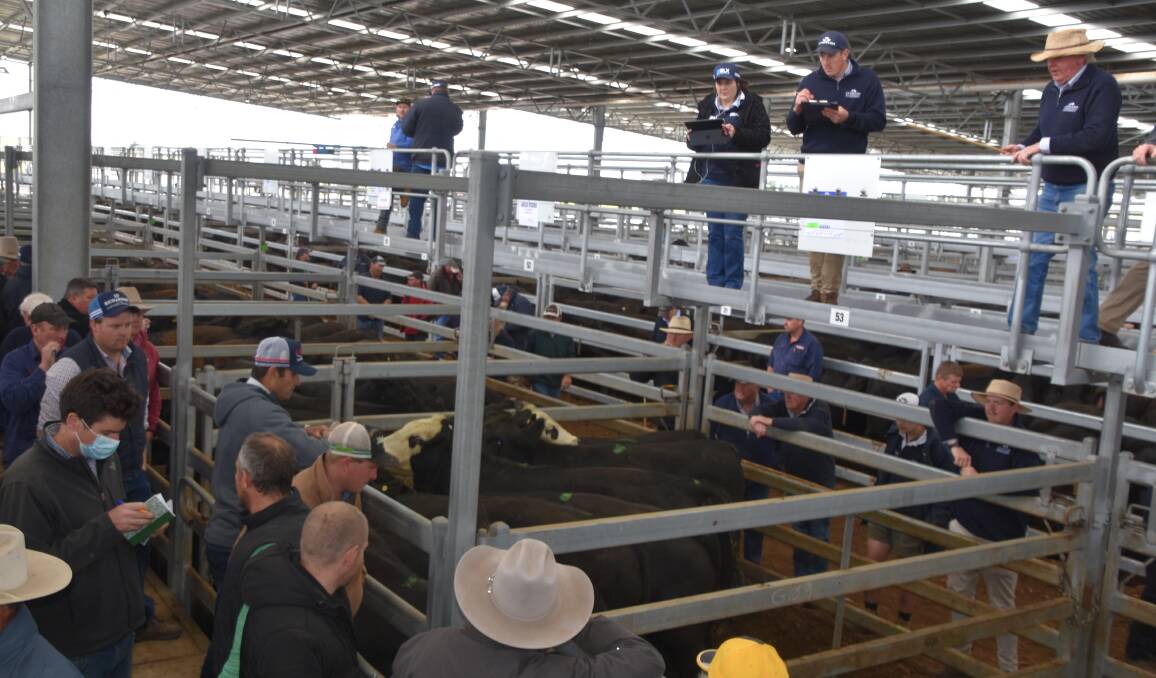 BARRED: A central Victorian livestock agent has been banned from attending their local saleyard over claims of threatening abuse. File photo.