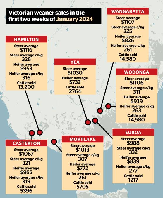 A glance at the mixed-sex weaner cattle sold across Victoria in the first two weeks of 2024.
