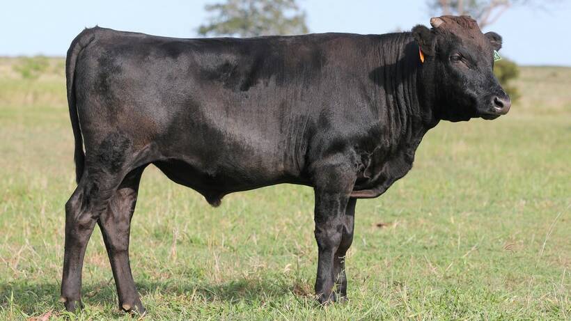 BIG BOY: Sahara Park Yasufuku fetched sold for $240,000 at auction in Melbourne last week. Photo: Kent Ward 