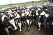 Heat-tolerant cows to boost milk production