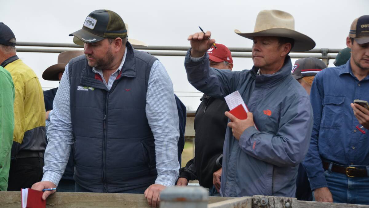 Thomas Food International assistant livestock manager Ben Davies and commission buyer Andrew Lowe, Wagga Wagga, NSW, bid on a pen of cattle at Casterton. Picture by Bryce Eishold