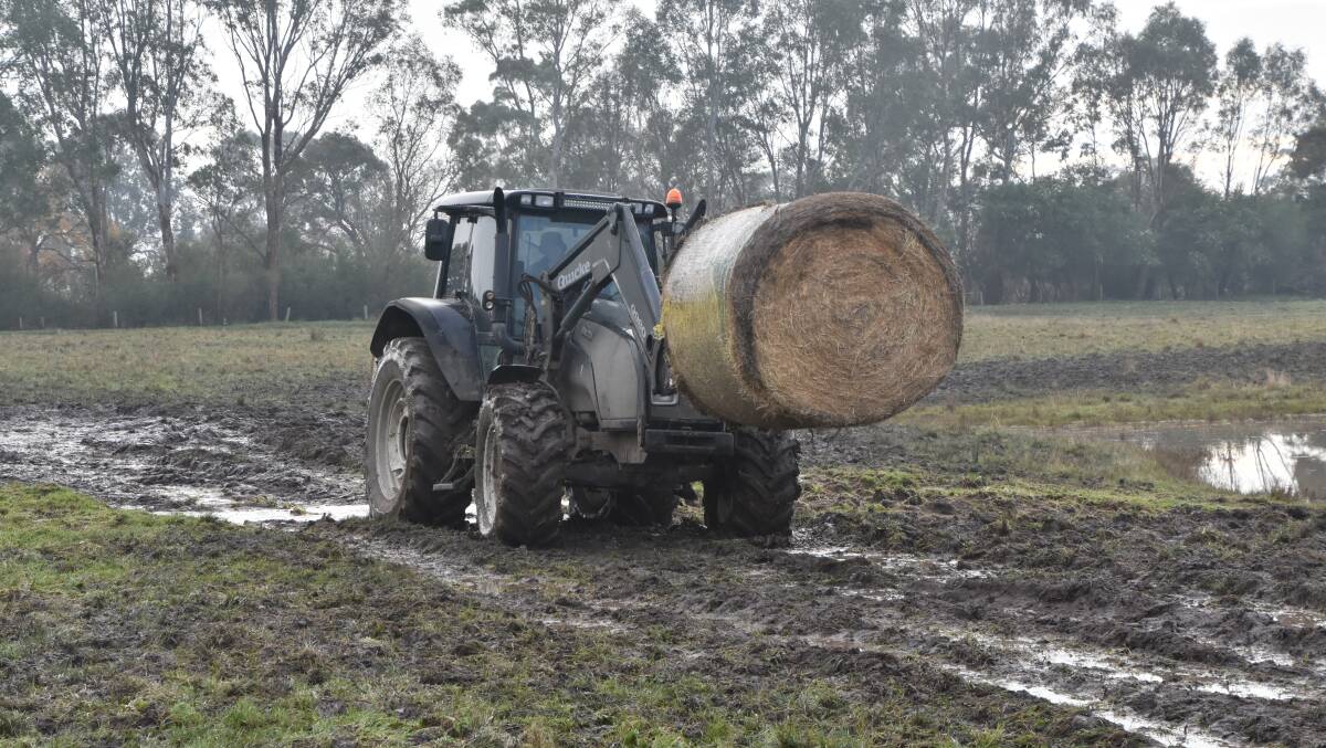 WET: Alan Paulet feeds out fodder on his soaked Glengarry, Vic, property.