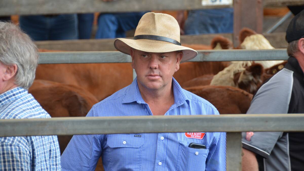 Gippsland agent Neil Darby, Alex Scott & Staff, Warragul, bought cattle for 17 different clients in eastern Victoria. Picture by Bryce Eishold