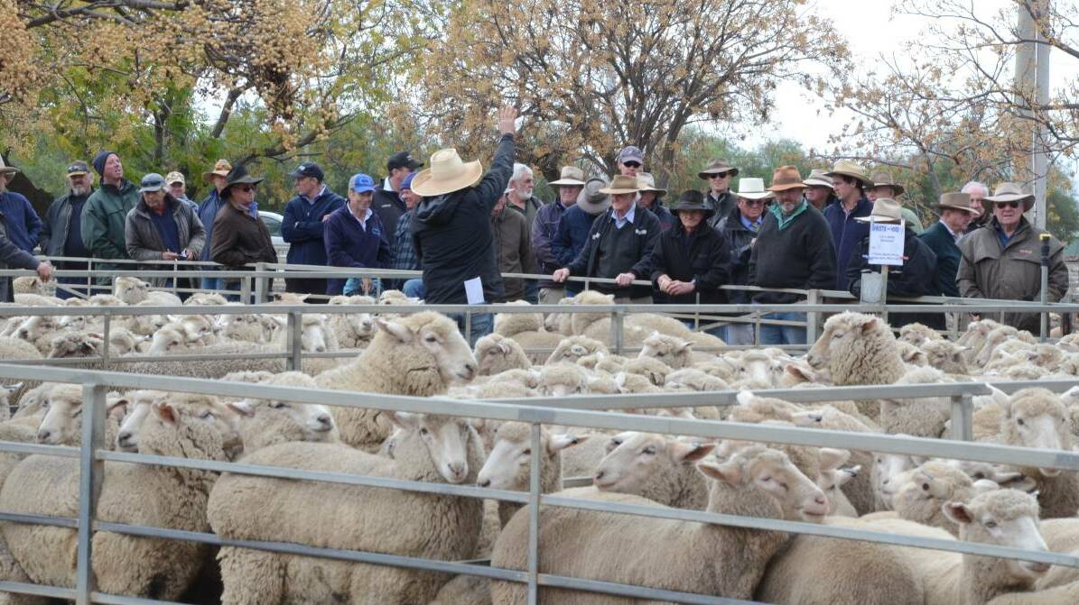 HITTING HARD: Border restirctions between Victoria and NSW are causing headaches as people try to inspect rams set to be sold.