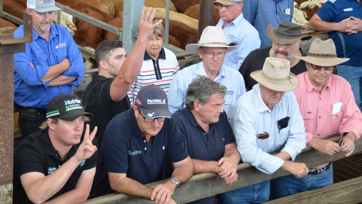 Cattle buyers from across Australia descended on western Victoria's 2024 weaner sales last week. Picture by Bryce Eishold