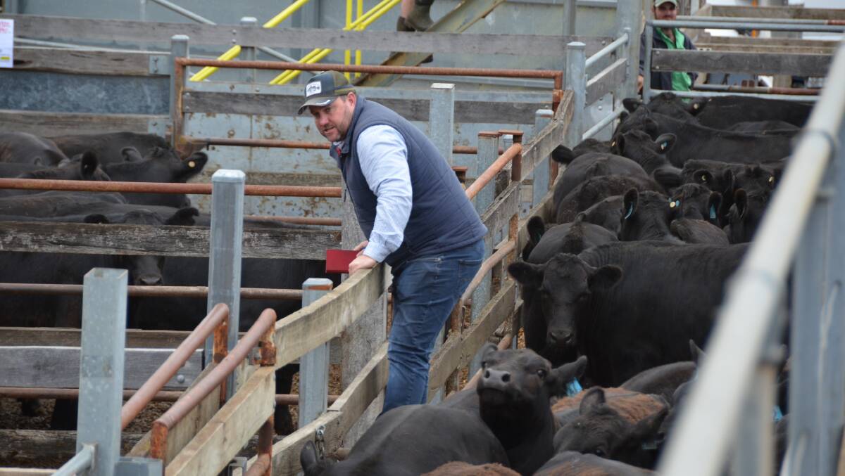 Thomas Food International assistant livestock manager Ben Davies bought 950 cattle for the company's Southern Cross Feedlot at Tintinara, SA.