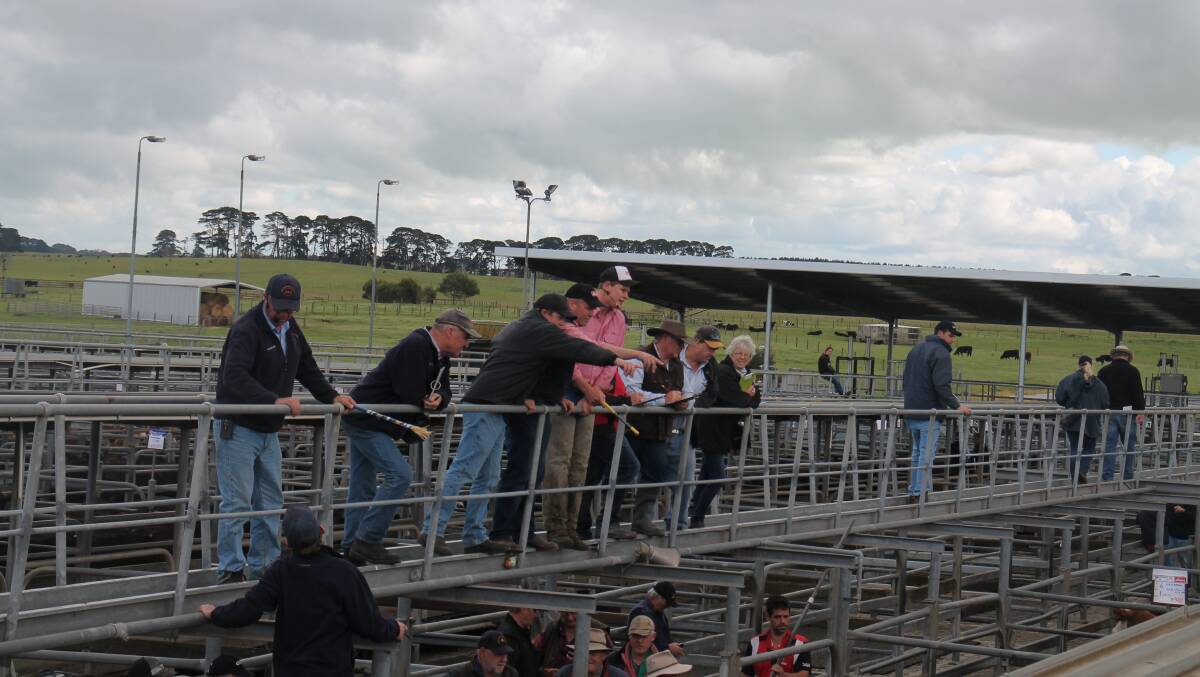 Southern store cattle sale numbers down