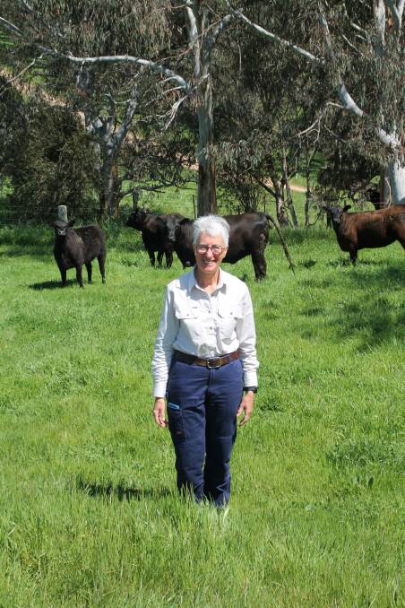 Linda Nankervis and some of their heifers.