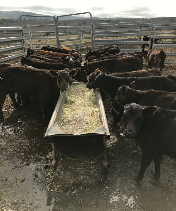 Early weaning proves a top drought fighting tool