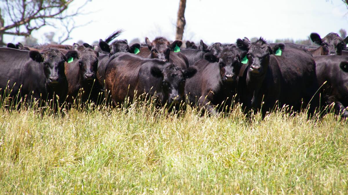 Southern rain and cattle markets stabilise NAB index