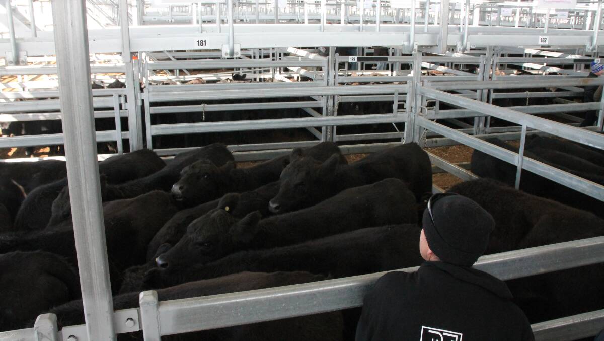 HEIFER SALES: This pen of 16 heifers offered by Warren Fawcett, Arnold, reached just under 300c/kg at Ballarat, with an average weight of 482 kilograms.