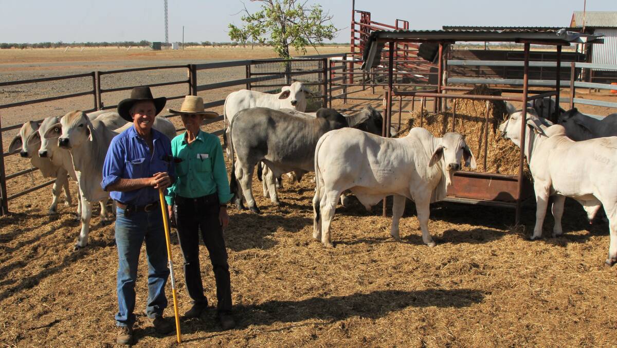 McKinlay Brahman breeders, Rodger and Lorena Jefferis, at Elrose, are among the producers supplying cattle for the Northern Genomics Project.