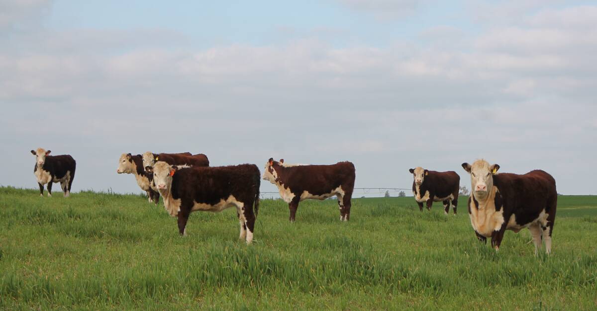 National herd size shrinking further: MLA Projection