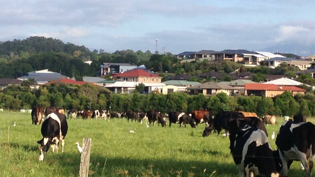 Farms versus houses. The rural urban interface in the Tweed region of NSW. Photo Selna Stillman.