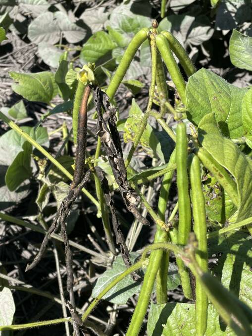DAMAGE DONE: These mung bean pods at Moree are an example of the damage mice can cause. Photo: Tony Lockrey.