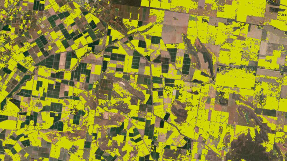 DataFarming and Spiral Blue's trial involved mapping the amount of canola crop in New South Wales.