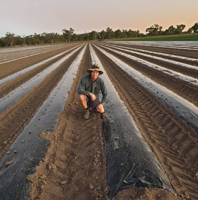 OPPORTUNITY: Bowen Gumlu Growers Association president Carl Walker has planted a variety of pumpkins aimed specifically for the Japanese export market.