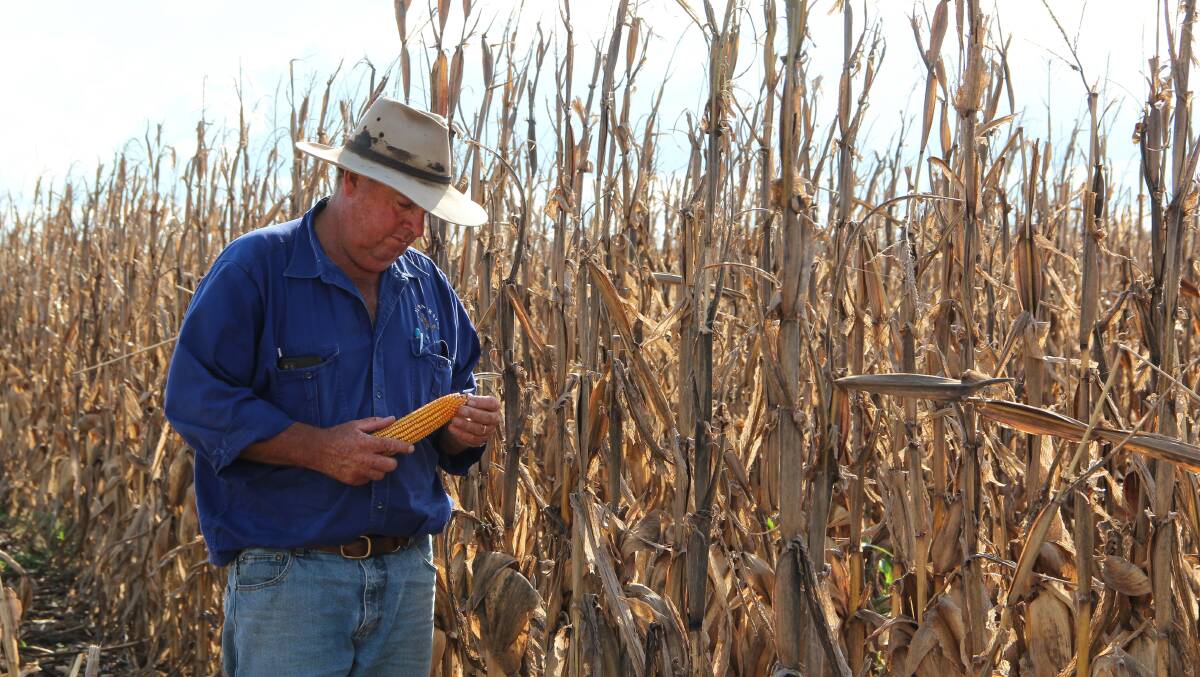 Mr Peters inspects the remainder of his P1756 corn crop. 