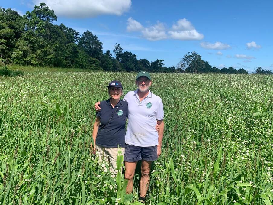 Mungalli Creek Dairy owners Michelle and Rob Watson have just harvested their summer silage for their cows and in the diverse mix of more than 12 species. Picture: Ben Harden