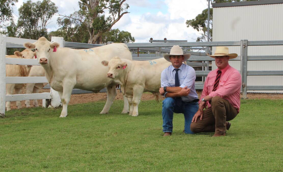 The top price cow and calf lot was Palgrove Nanette N469E (P). Nanette was sold PTIC in calf to Palgrove Maverick M456 and with bull calf Palgrove R758E (P) at foot. She is pictured with Palgrove's Ben Noller and Elders auctioneer Michael Smith. 