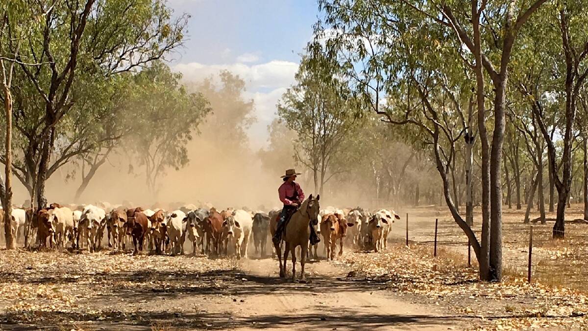 Tori Burke in the lead on a muster at Strangways Station. Picture supplied. 