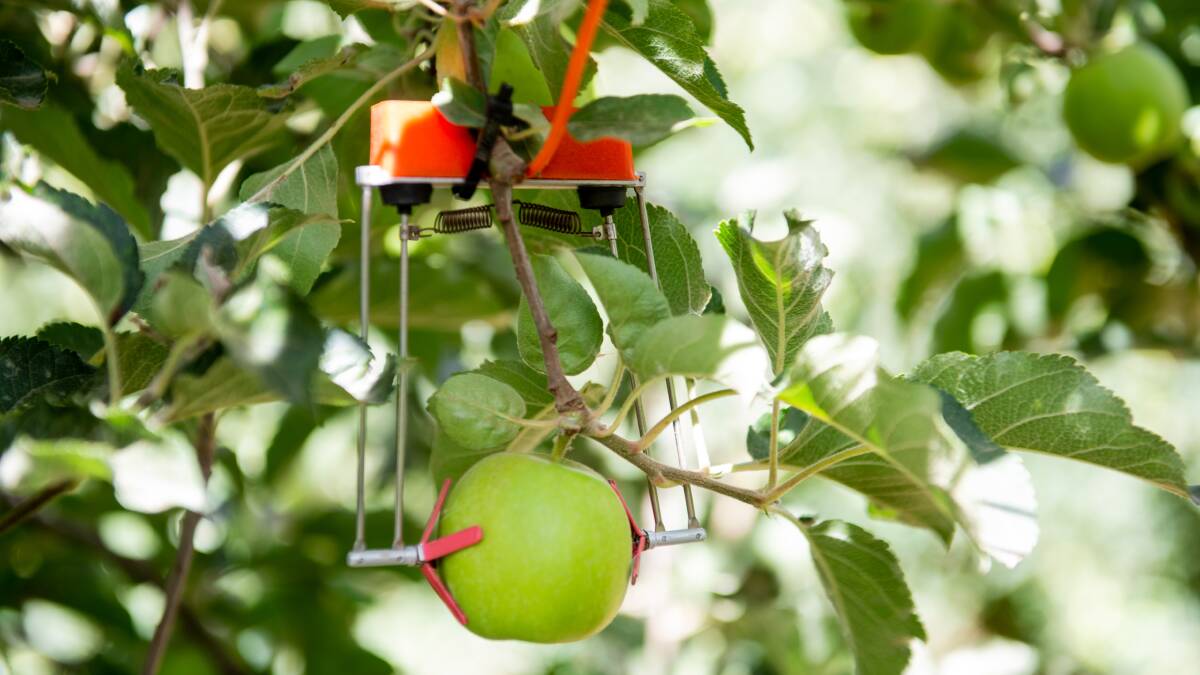 Growth phase: SupPlant's technology is being adopted in Australia to reduce water use in tree crops, orchards and vineyards.