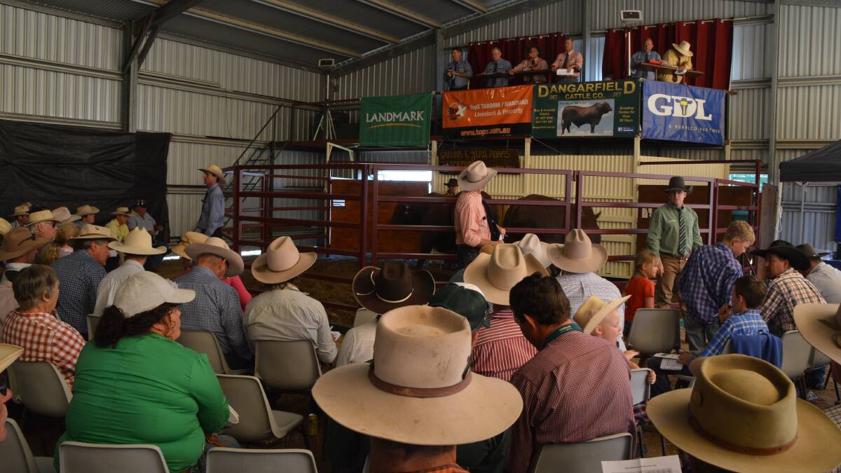 Full house: There was barely a seat spare at today's Dangarfield Santa Gertrudis sale where spirited bidding saw a new record top price set for the Taroom stud.