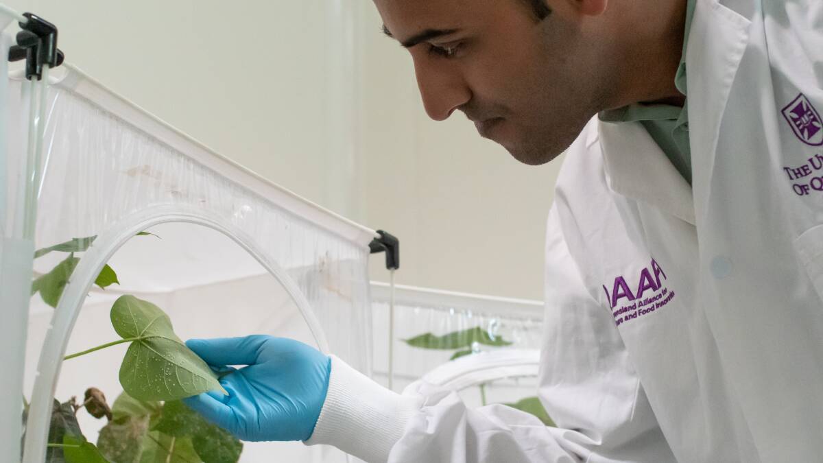 PhD candidate Ritesh Jain helped screen hundreds of genes specific to silverleaf whitefly. 