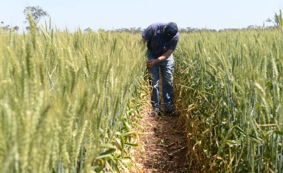 Growing global supply is forecast to temper gains for Australian wheat growers, according to the forecast from ABARES Outlook 2018.