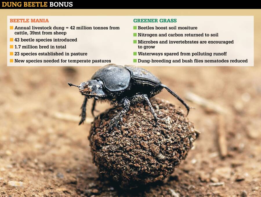 Enticing fussy dung beetles to eat their dinner