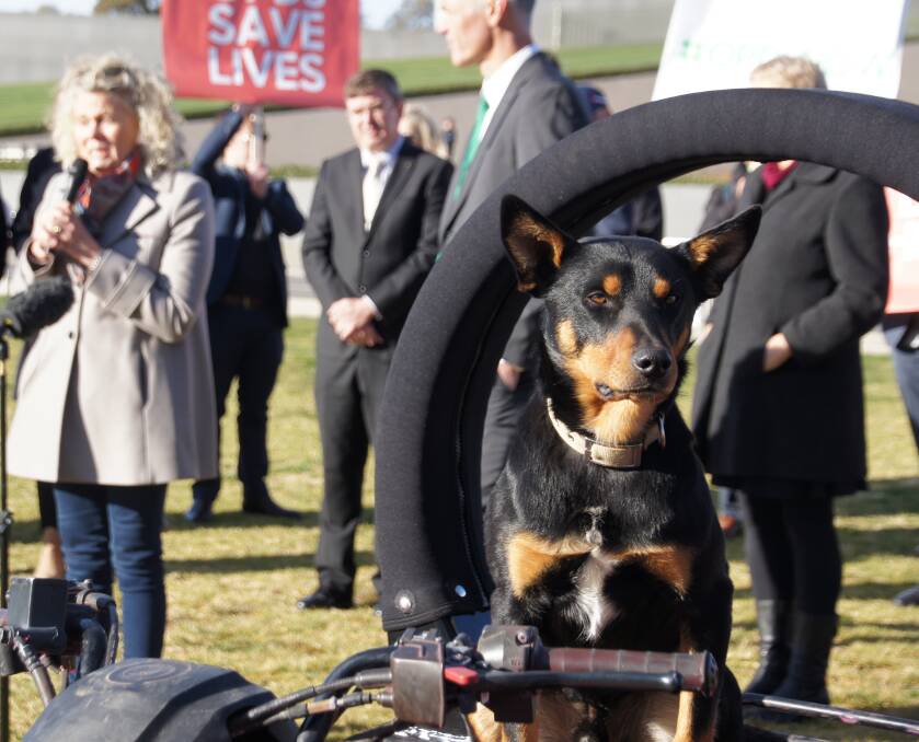 Old dog, new tricks: Slim showed the crowd that dogs can easily mount a roll-over protected quad bike.