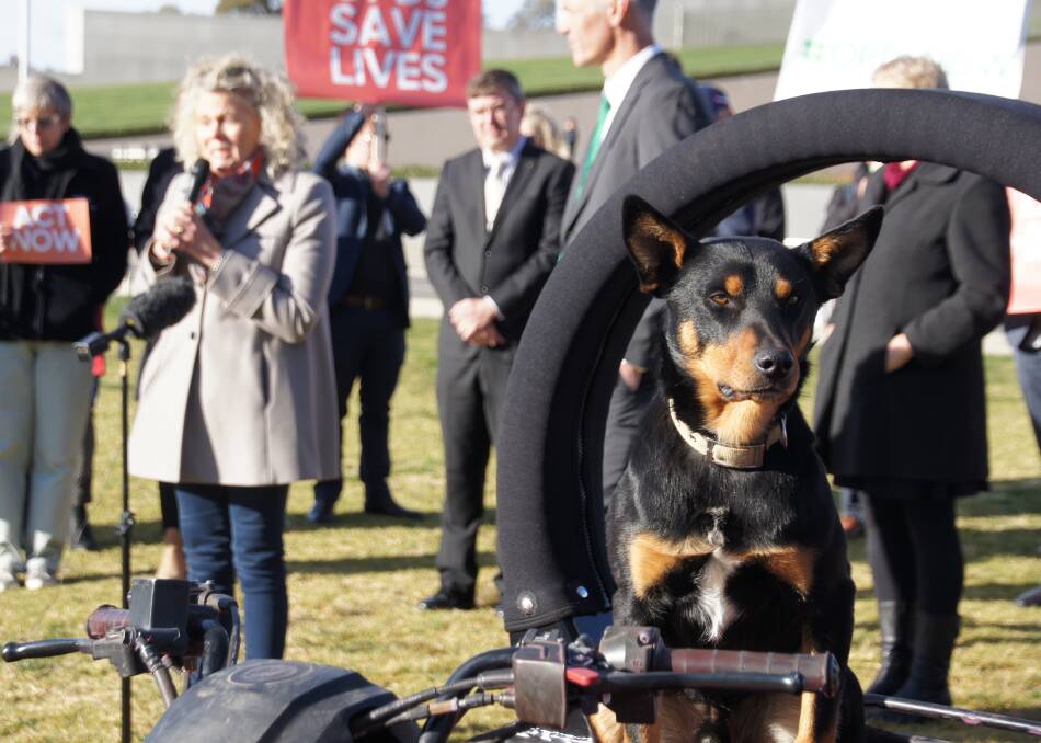 Slim the dog showed the crowd at a rally at Parliament House, Canberra in Spetember that dogs can easily mount a roll-over protected quad bike.