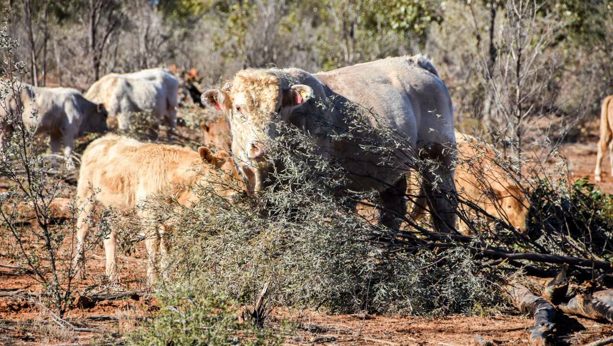Cattle feeding on Mulga on the Tickell's at  Charleville on Tuesday. Pictures: Lucy Kinbacher