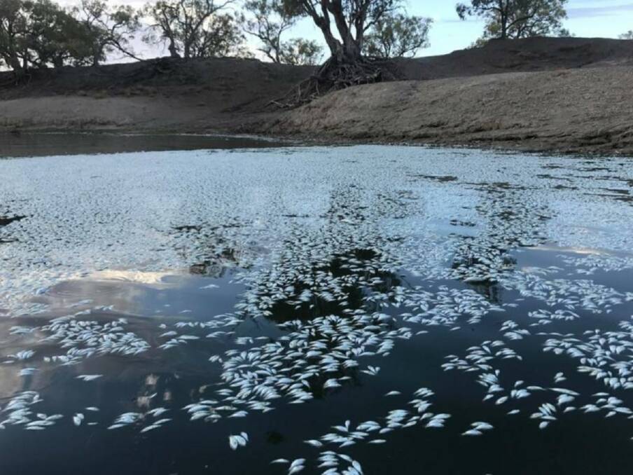 Public outcry is pressuring politicians over thousands of fish have been found dead in NSW's far west.