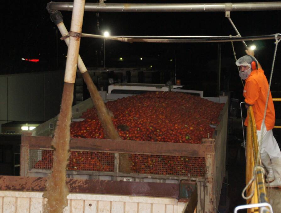 Kagome's harvest doesn't stop for anything, running 24 hours a day for about 70 days when the tomatoes are ready.